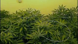 Granddaddy Purple: Week 1 of Flower