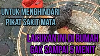 Download Lagu tips sederhana tapi manjur bikin pikat gacor di laman MP3