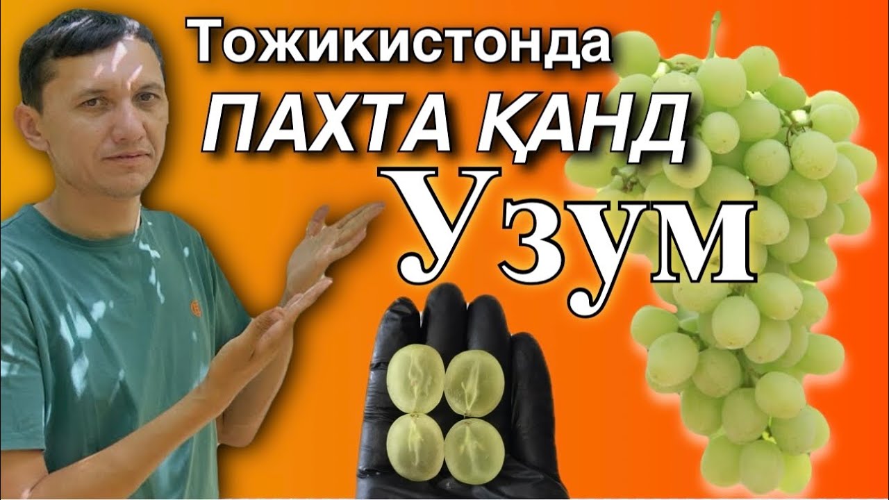 Тожикистон узумчилик сирлари. Янги навлар. Турсунзодада Ratatuy  ва Пахта Қонд узумлари.