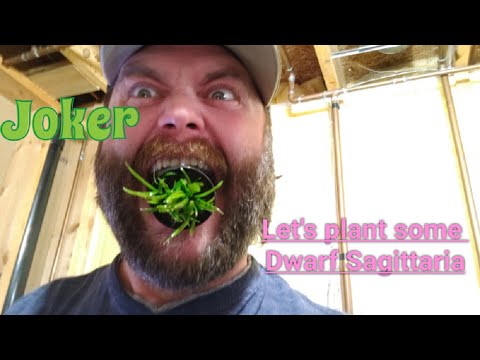 Beginners tutorial, Dwarf Sagittaria, Planting, propagation,