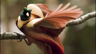 Suara Burung Cendrawasih Merah (Red Bird-of-Paradise)