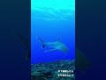 凶暴サメを威嚇したらやり返された　#shorts