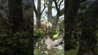 It’s Not A Squirrel Nor A Bird It’s A Goat No Kidding #Farming #Goats #Trees #Viralshorts