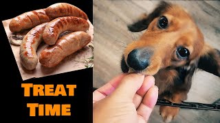 Mini Dachshund Tries Sausage Cute Dog Video 4K