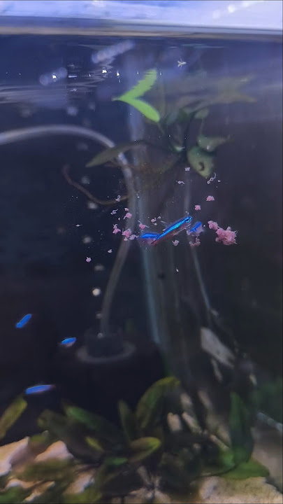 feed cardinal tetra fish #aquarium #aquascapelowtech #fish #aquascapegallery #aquascape