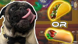 Do Pugs Like Mexican Food? Cute & Funny Dog Reactions!