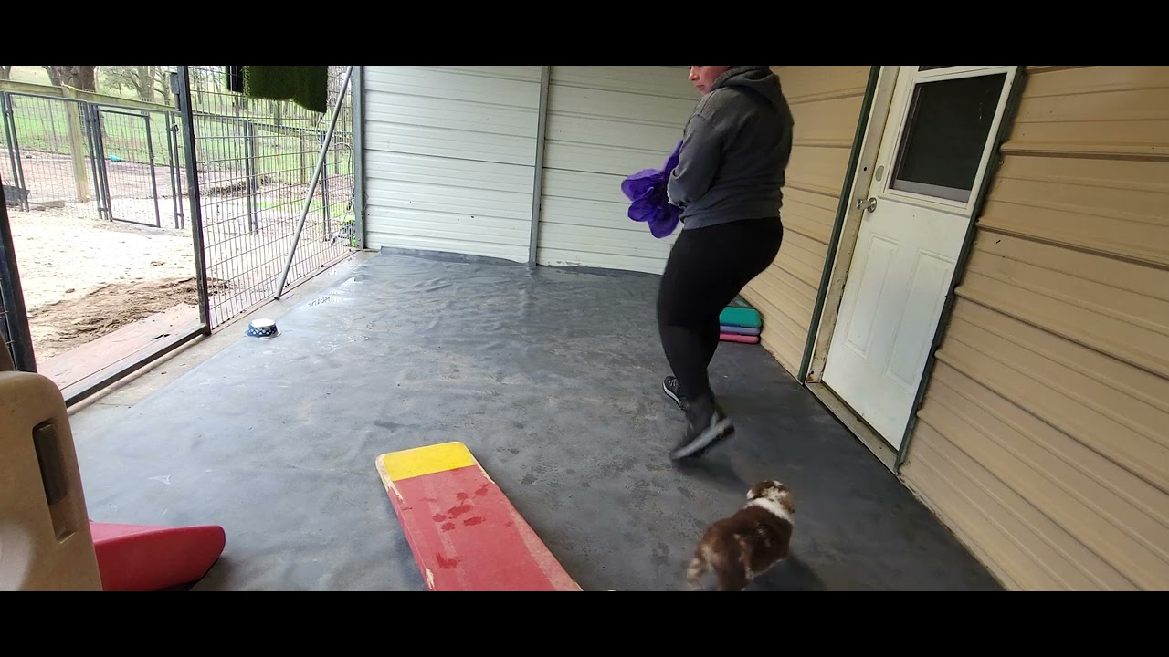 Volhard puppy Aptitude test, Aussie puppies - YouTube