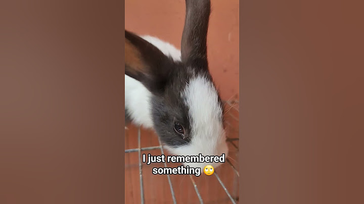 My New Fluffy Bunny Friend! 🐇💕