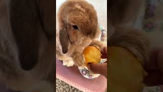 Crunchy Delight: ASMR of Rabbits Munching by Bella & Blondie Bunny Rabbits 921 views 1 month ago 1 minute, 18 seconds