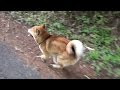 【しばわんこ日記】タロウ野性にかえる【柴犬タロウ】　Shibe runs in nature.
