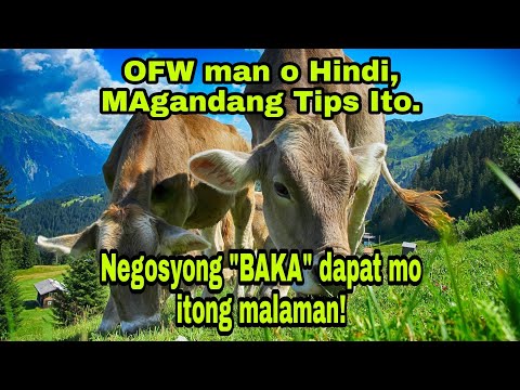 Video: Paano Mag-aalaga Ng Isang Itago Ng Baka