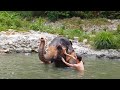 Bathing an Elephant in a Village in Phuket Thailand