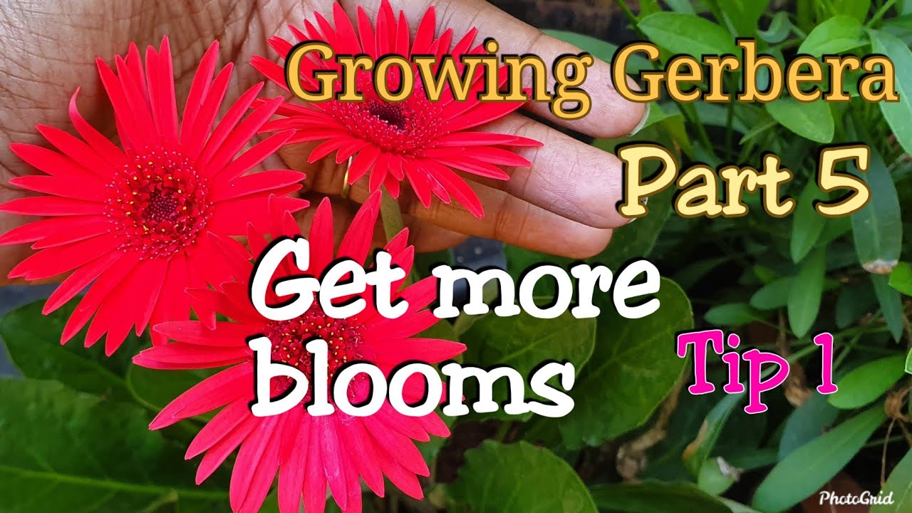 Growing Gerbera - Part 5 - How To Get More Blooms