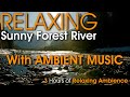 3 Hour Relaxing Beautiful Sunny Forest River with Soothing Sounds of Water, Nature and Music