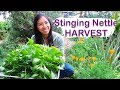 Stinging Nettle Harvest and Drying For Tea