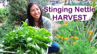 Stinging Nettle Harvest and Drying For Tea