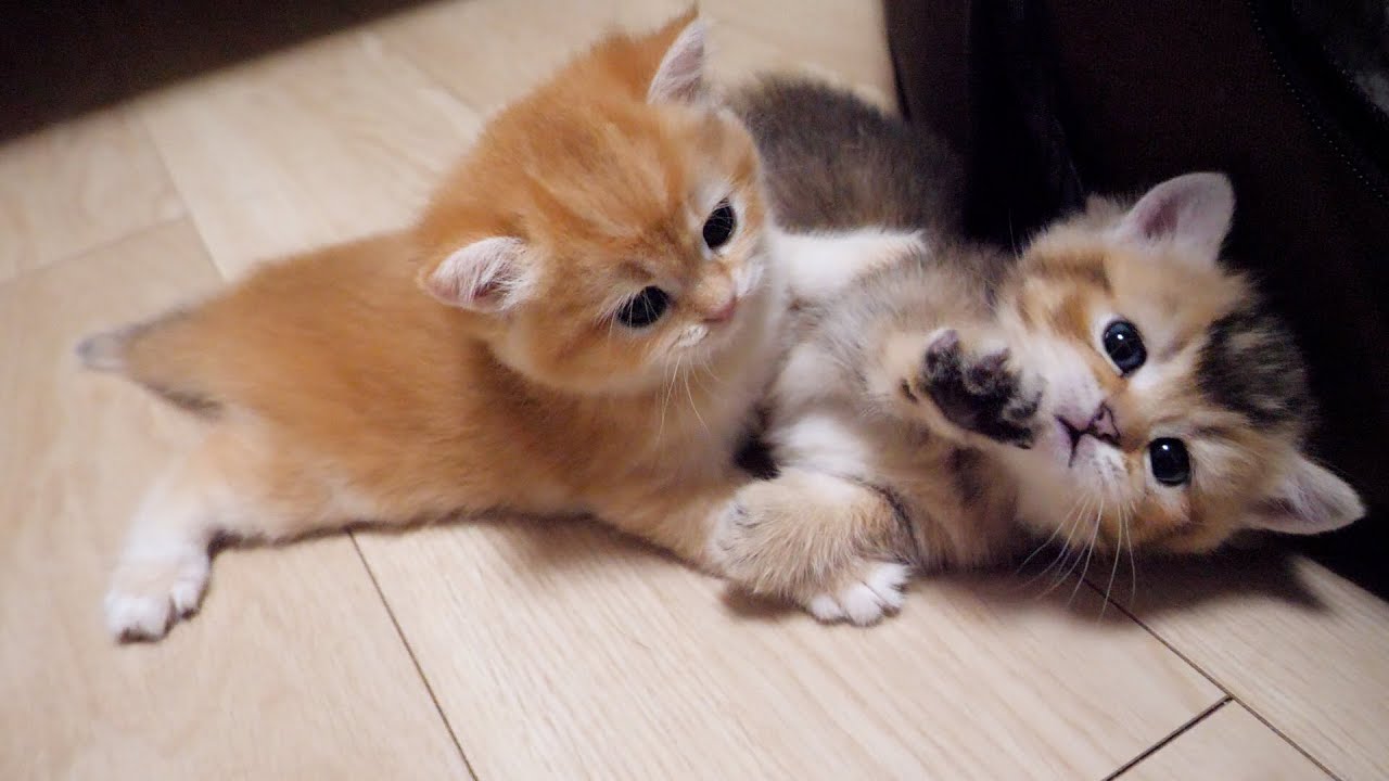 Cute kitten brothers, it's hard to tell if they're playing or fighting...