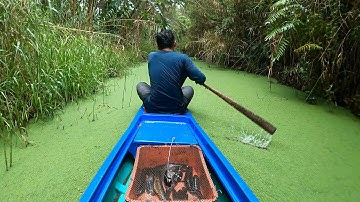 Thăm Luồn Lờ Sau 4 Ngày Ở Rừng Ngập Nước U Minh