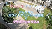 ガーデニング ジャスミン ホワイトプリンセス の剪定 キャリア28年のプロガーデナーが教える正しい剪定の仕方 Youtube