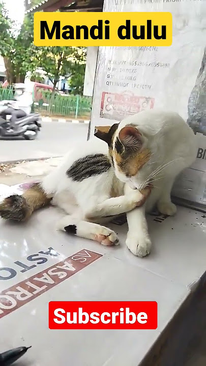 mandi pagi dulu#shorts #cat #viralshorts