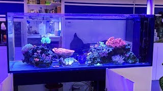 Vlog 45: adding new corals to the red sea peninsula