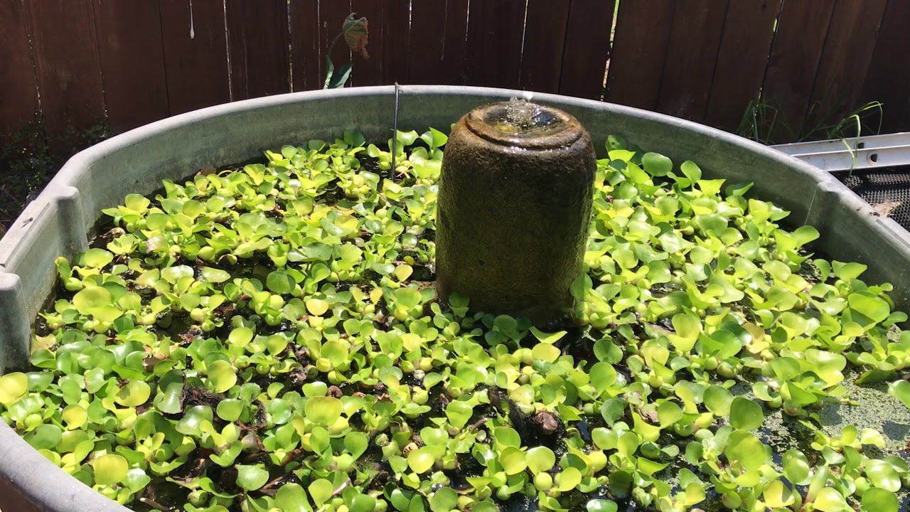 Lobby Aquarium Lily Pads Koi Ponds Ocean Cliffs Pismo Beach