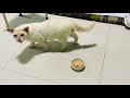 まだ慣れないモチが可愛い Mochi not really used to