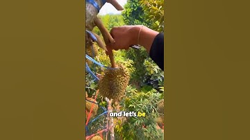 Durians are caught mid-air with sacks. It’s risky but mastered to perfection.(@kroekritkeereekoc)