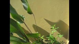 Rainforest Wall - 30 Second Meditations