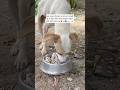sahi batt hai na 🙏🙂#shorts #youtubeshorts #shortvideo #animal #dog #puppy #streetdog