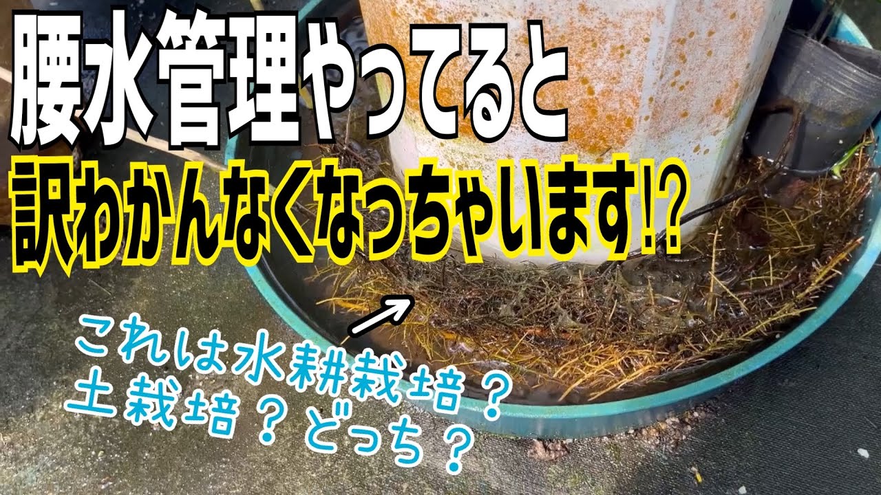腰水管理、枯れないので植物の状態が訳わかんなくなっちゃいます。