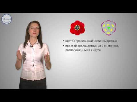 Биология 6 Крестоцветные