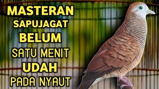 Suara Betina Birahi - Perkutut Betina Memanggil Jantan || The female turtle dove calls the male