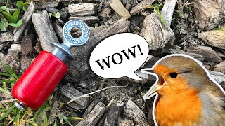 Panggilan Burung Audubon: MENARIK BURUNG dengan cara mudah!