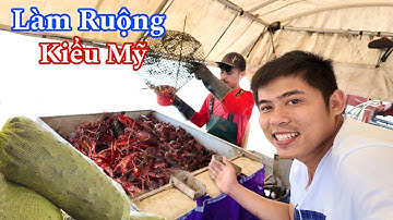 Nuôi Tôm Hùm Đất Trong Ruộng Kiếm Triệu Đô Mỗi Năm