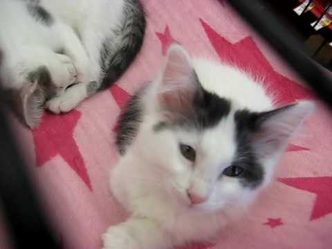 petco kittens