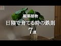 【知らないと枯れる】日当たりが悪い部屋で観葉植物を元気に育てる方法7選