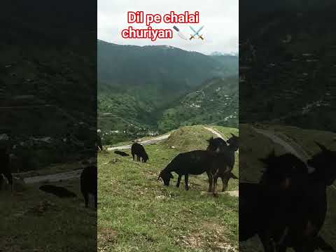 Dil pe chalai churiyan🔪|| #hindisong #music #song #love #youtube #uttarakhand #shortsfeed #viral