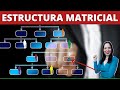 ¿Cómo funciona una ESTRUCTURA MATRICIAL en Proyectos? ✅ ¿Qué es una Organización Matricial?