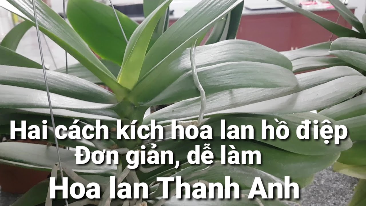 Hai cách kích hoa lan hồ điệp cực hiệu quả - youtube