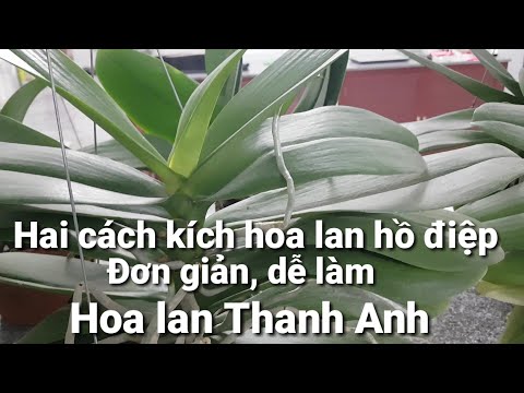 Video Hai cách kích hoa lan hồ điệp cực hiệu quả - youtube