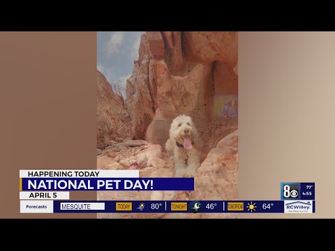 Video: National Pet Memorial Day: 8 tankeväckande sätt att hedra ditt husdjur