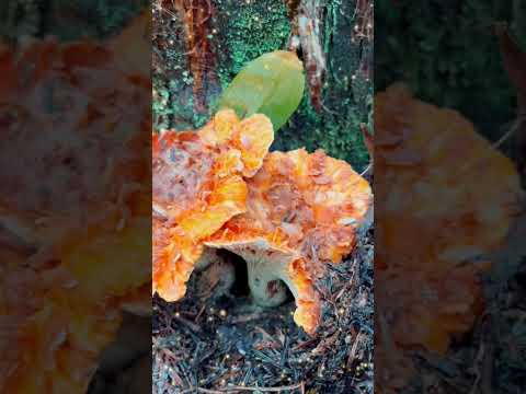 Magical Forest Walk Colorful Mushrooms!! @TinyTreasuresandToys