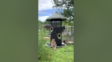 More Birds 4-Port Acorn Screen Bird Feeder, Tractor Supply Co, My First Bird Feeder