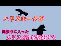 ハリスホークが縄狩りに入ったカラス2羽を撃退する！A HarrisHawk vs Tow Crows、cage free hawk