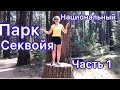 Никогда такого не видела! ДЕРЕВЬЯ ВЕЛИКАНЫ | Парк Секвойя, Калифорния, Америка| Часть 1| №60