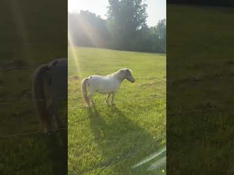 #discovernewhealthplans #trudystuchlik #horse