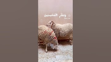 ياسر الدوسري - سورة الحج