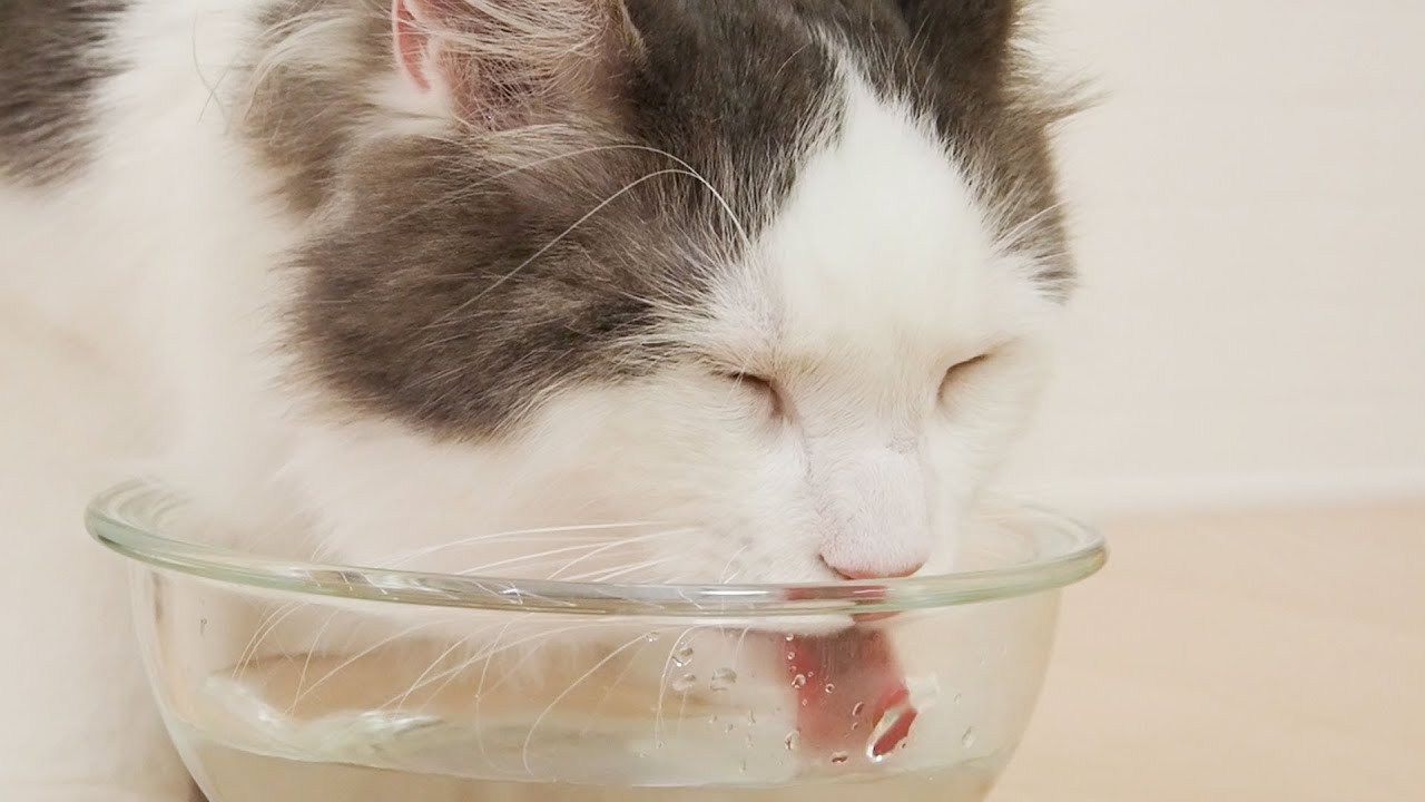 猫 水 を たくさん 飲む