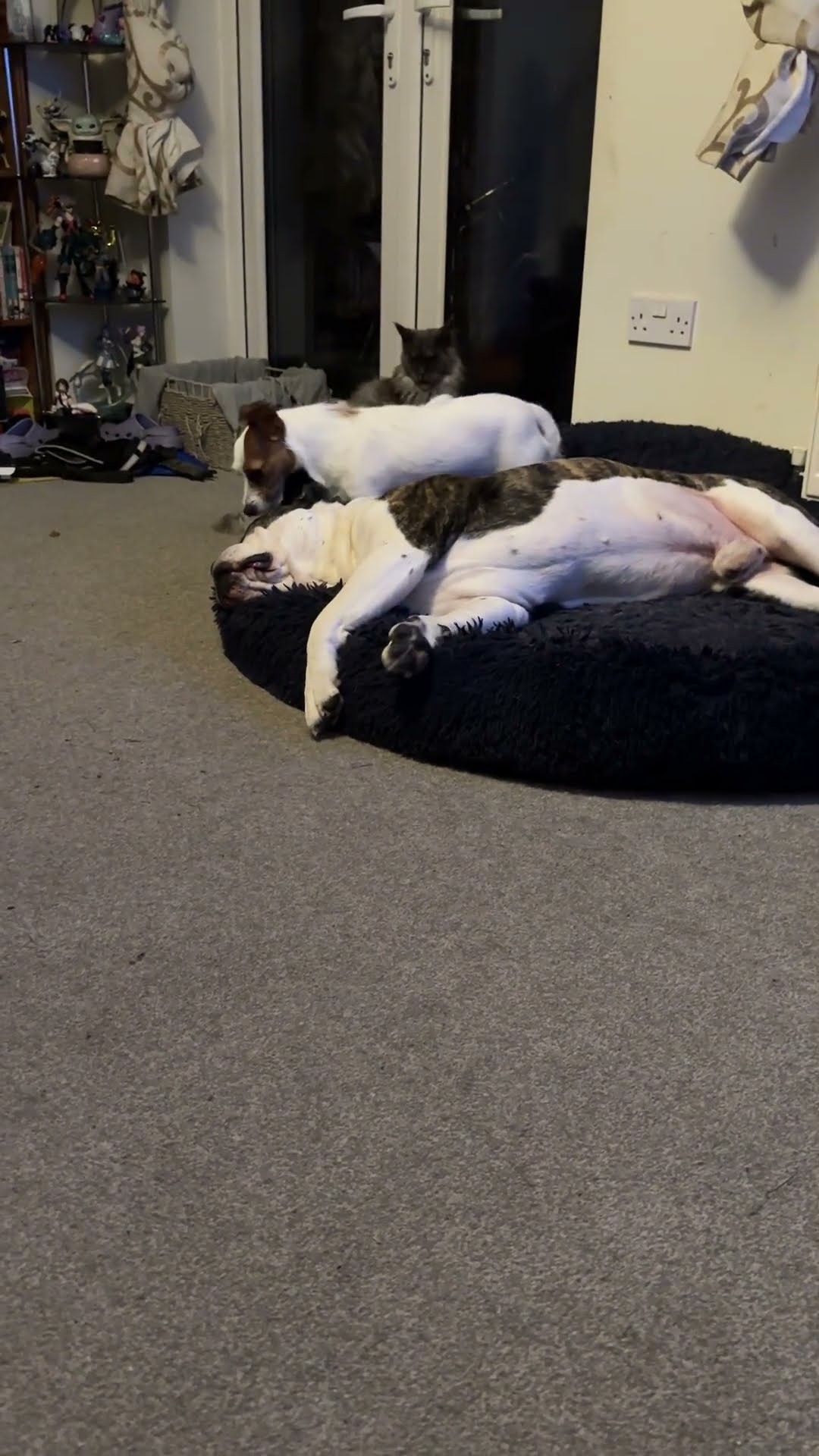 Little Dog Comforts Big Dog Having a Nightmare